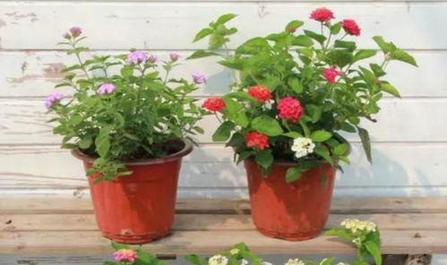 武汉小三爆料视频最新版,惊人内幕揭露婚姻危机 第2张 武汉小三爆料视频最新版,惊人内幕揭露婚姻危机 第2张